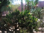 Opuntia gomei, Wallace Desert Gardens, Scottsdale, AZ