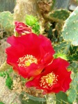 Opuntia gomei, garden plant, originally from Loma Alta, TX