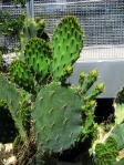 Opuntia gomei, garden plant, originally from Loma Alta, TX