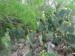 Opuntia gomei, Edinburgn, TX