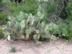 Opuntia gomei, Rio Grande City, TX