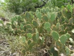 Opuntia gomei