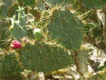 Opuntia gomei