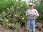 Opuntia gomei, Edinburgn, TX