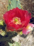 Opuntia gomei, Loma Alta, Val Verde County, TX