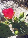 Opuntia gomei, Loma Alta, Val Verde County, TX