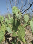 Opuntia gomei, Rio Grande City, TX