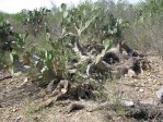 Opuntia gomei, Rio Grande City, TX