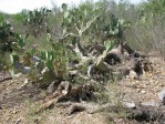 Opuntia gomei, Rio Grande City, TX