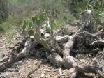 Opuntia gomei, Rio Grande City, TX