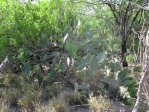 Opuntia gomei, Rio Grande City, TX