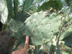 Opuntia gomei, Rio Grande City, TX