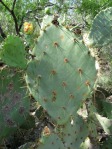 Opuntia gomei, Rio Grande City, TX