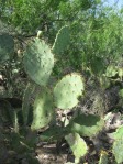 Opuntia gomei, Rio Grande City, TX