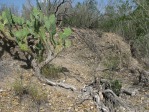 Opuntia gomei, Rio Grande City, TX