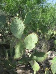 Opuntia gomei, South TX