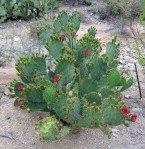 Opuntia gomei,  laxiflora type, AZ