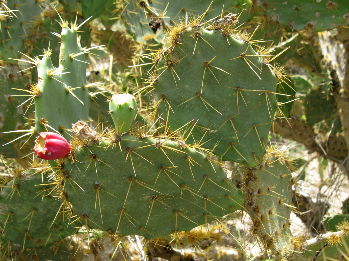 Opuntia gomei, large Texas prickly pear cactus, fruit