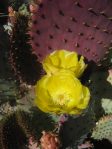 Opuntia chlorotica gosseliniana, Wallace Botanical Gardens, Scottsdale, AZ