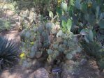 Opuntia chlorotica gosseliniana, Boyce Thompson Arboretum, Superior, AZ