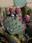 Opuntia chlorotica gosseliniana 'Tubac', garden plant