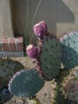 Opuntia chlorotica gosseliniana 'Tubac', garden plant