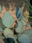 Opuntia chlorotica gosseliniana 'Tubac'