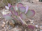 Opuntia chlorotica gosseliniana 'Tubac', garden plant