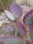 Opuntia chlorotica gosseliniana 'Tubac', garden plant