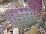 Opuntia chlorotica gosseliniana 'Tubac', garden plant