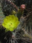 Opuntia chlorotica gosseliniana, Wallace Botanical Gardens, Scottsdale, AZ