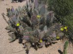 Opuntia chlorotica gosseliniana, cow's tongue form, Wallace Botanical Gardens, Scottsdale, AZ