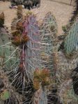 Opuntia chlorotica gosseliniana, Wallace Botanical Gardens, Scottsdale, AZ