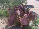 Opuntia chlorotica gosseliniana, Wallace Botanical Gardens, Scottsdale, AZ