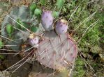 Opuntia chlorotica gosseliniana, TR. Van Devender