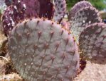 Opuntia chlorotica gosseliniana 'Tubac', garden plant