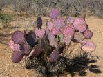 Opuntia chlorotica gosseliniana, TR. Van Devender