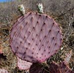 Opuntia chlorotica gosseliniana, TR. Van Devender