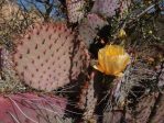 Opuntia chlorotica gosseliniana, Sue Carnahan