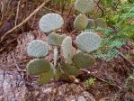 Opuntia chlorotica gosseliniana, Sue Carnahan