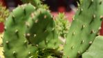 Opuntia humifusa, garden plant