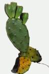 Opuntia-humifusa