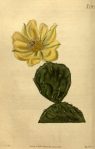 Opuntia humifusa, Curtis Magazine, 1823