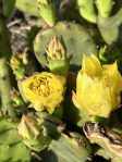 Opuntia humifusa, flower buds