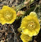 Opuntia humifusa, flowers