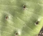 Opuntia humifusa, inserted areoles