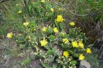 Opuntia humifusa, introduced plants, Georgia (Caucasus Region), Levan Kalatozishvili