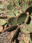 Opuntia humifusa, NY, NY