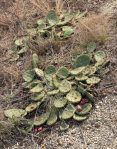 Opuntia humifusa, NY, NY