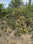 Opuntia humifusa, Petersburge, WV